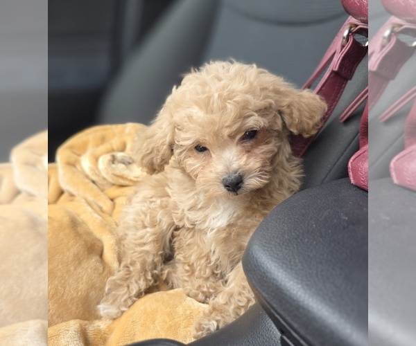 Medium Photo #52 Poodle (Toy) Puppy For Sale in DYERSBURG, TN, USA