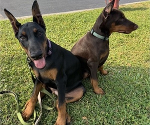 Doberman Pinscher Puppy for sale in JUPITER, FL, USA