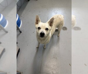 Mutt Dogs for adoption in Corpus Christi, TX, USA