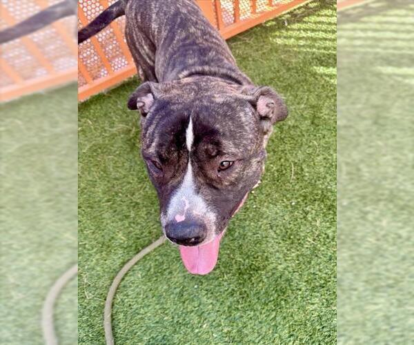 Medium Photo #2 Mutt Puppy For Sale in Las Vegas, NV, USA