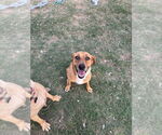 Small #1 Labrador Retriever Mix