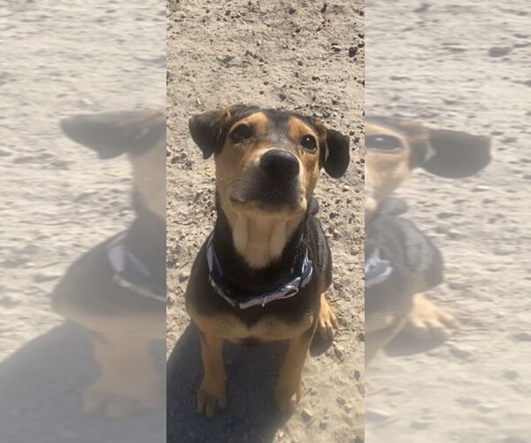 Medium Photo #7 Mutt Puppy For Sale in Holly Springs, NC, USA