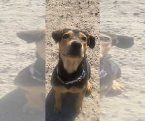 Anniebelle Lee - Female Mutt Dog for Adoption - Photo #7