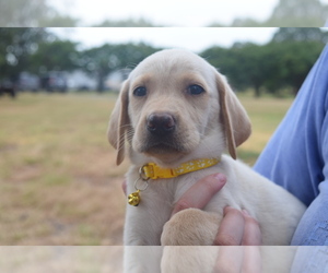 Labrador Retriever Puppy for sale in LANE, OK, USA