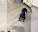 Small #34 Doberman Pinscher