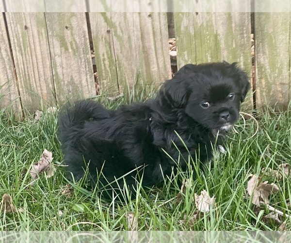 Medium Photo #1 Poodle (Miniature)-Shorkie Tzu Mix Puppy For Sale in WILLARD, MO, USA
