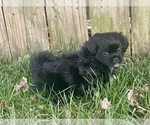Small Photo #1 Poodle (Miniature)-Shorkie Tzu Mix Puppy For Sale in WILLARD, MO, USA