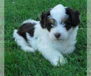 Aussiedoodle Miniature Puppy for sale in FREDERICKSBG, OH, USA
