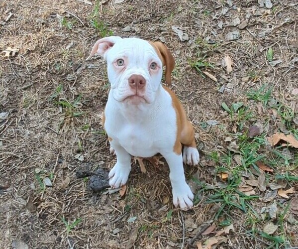 Medium Photo #1 Olde English Bulldogge Puppy For Sale in AUSTIN, TX, USA