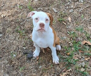 Olde English Bulldogge Puppy for sale in AUSTIN, TX, USA