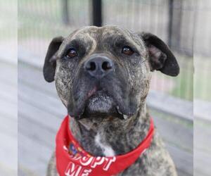 American Staffordshire Terrier-Unknown Mix Dogs for adoption in San Antonio, TX, USA