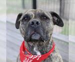 Small American Staffordshire Terrier Mix