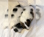Small Photo #15 Shih Tzu Puppy For Sale in ARDEN, NC, USA