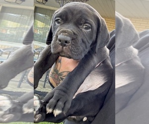 Cane Corso Puppy for sale in ANDERSON, IN, USA