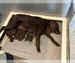 Small #7 Flat Coated Retriever