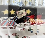 Puppy Longfellow Dachshund