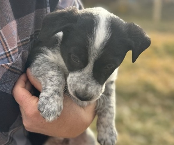 Medium Photo #1 Border-Aussie Puppy For Sale in GYPSUM, CO, USA