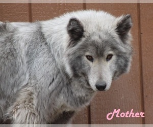 Mother of the Wolf Hybrid puppies born on 09/08/2022