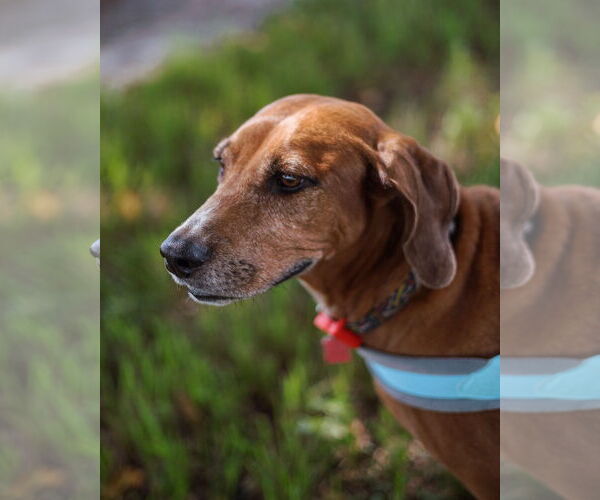 Medium Photo #5 Redbone Coonhound Puppy For Sale in Davie, FL, USA