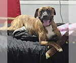 Small #1 Boxer Mix
