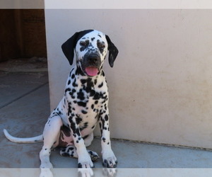 Dalmatian Puppy for Sale in TUCSON, Arizona USA