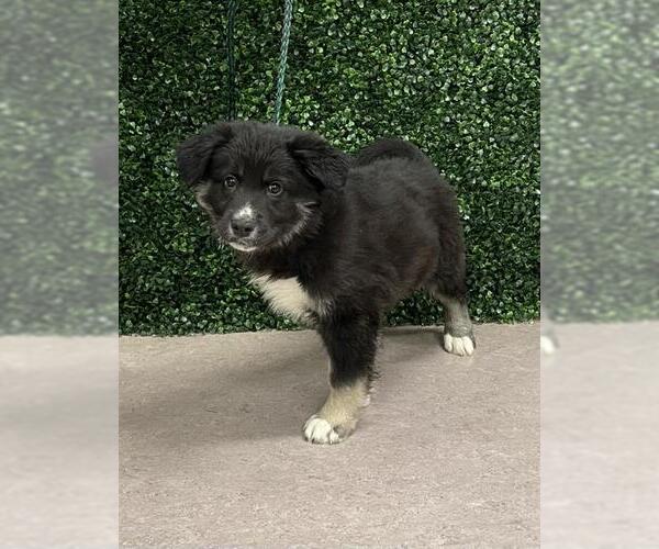 Medium Photo #1 German Shepherd Dog-Unknown Mix Puppy For Sale in Grasswood, Saskatchewan, Canada