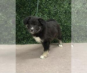 German Shepherd Dog-Unknown Mix Dogs for adoption in Grasswood, Saskatchewan, Canada