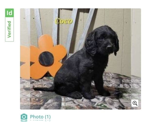 Medium Photo #1 Labradoodle Puppy For Sale in ALBANY, NY, USA