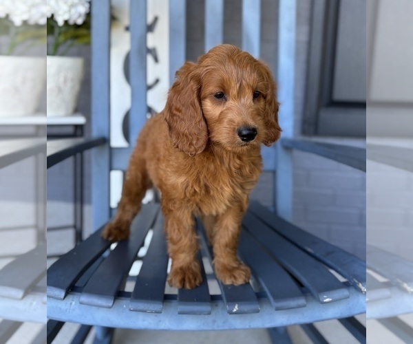 Medium Photo #2 Goldendoodle Puppy For Sale in FRANKLIN, IN, USA