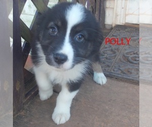 Australian Shepherd Puppy for sale in GLADE HILL, VA, USA