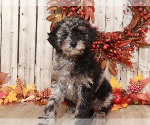 Aussie-Poo Puppy for sale in MOUNT VERNON, OH, USA