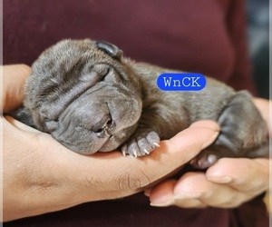 Chinese Shar-Pei Litter for sale in APPLE VALLEY, CA, USA