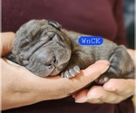 Image preview for Ad Listing. Nickname: Litter of 5