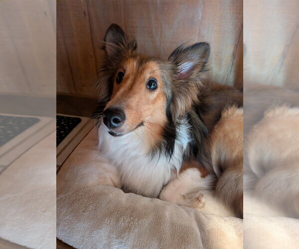 Medium Photo #2 Mutt Puppy For Sale in Vail, AZ, USA
