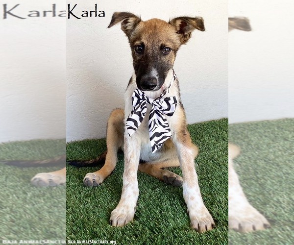 Medium Photo #1 Mutt Puppy For Sale in San Diego, CA, USA
