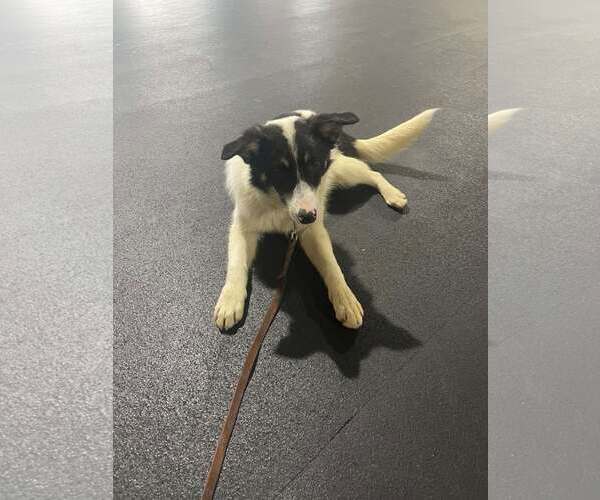 Medium Photo #18 Border Collie Puppy For Sale in Highland, IL, USA