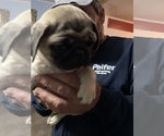 Small Photo #9 Pug Puppy For Sale in ISLANDTON, SC, USA