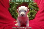 Small Photo #75 Dogo Argentino Puppy For Sale in JANE, MO, USA