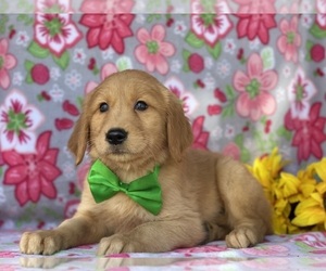 Golden Retriever Puppy for sale in LANCASTER, PA, USA