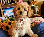 Puppy Mimi Cavachon-Poodle (Miniature) Mix
