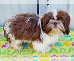 Small #3 Shih Tzu