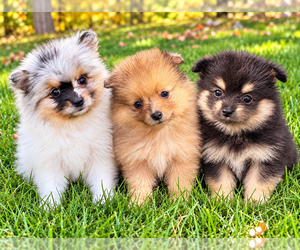 Pomeranian Puppy for sale in FAIR HAVEN, MI, USA