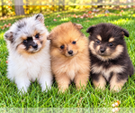 Bailey - Male Pomeranian Puppy for Sale - Small photo