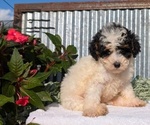 Small Photo #50 Poodle (Toy) Puppy For Sale in GOSHEN, IN, USA