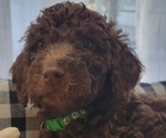 Small Photo #6 Labradoodle-Poodle (Standard) Mix Puppy For Sale in LEXINGTON, SC, USA