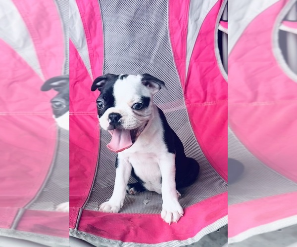 Medium Photo #8 Boston Terrier Puppy For Sale in PIKEVILLE, NC, USA