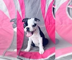 Small Photo #8 Boston Terrier Puppy For Sale in PIKEVILLE, NC, USA