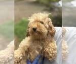 Small #7 Poodle (Miniature) Mix