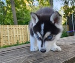 Small Photo #7 Siberian Husky Puppy For Sale in ALPENA, MI, USA