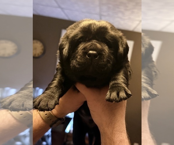 Medium Photo #3 Labrador Retriever Puppy For Sale in MILFORD, IL, USA